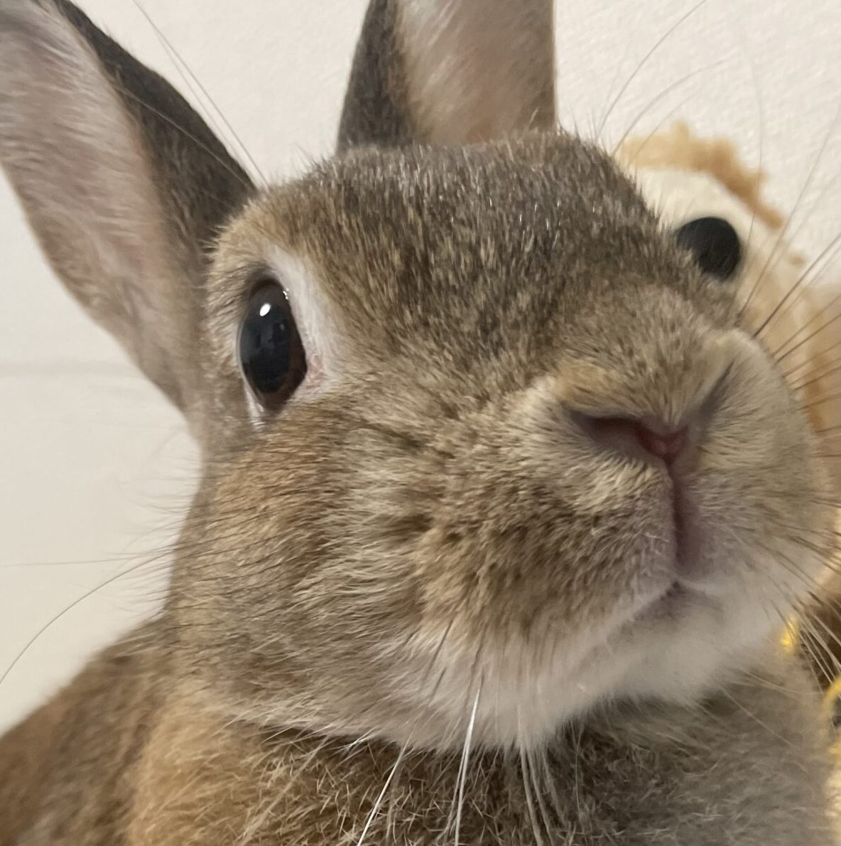 こころみたすペット思い出セレモニーにて葬儀したペットちゃん | むぎちゃん