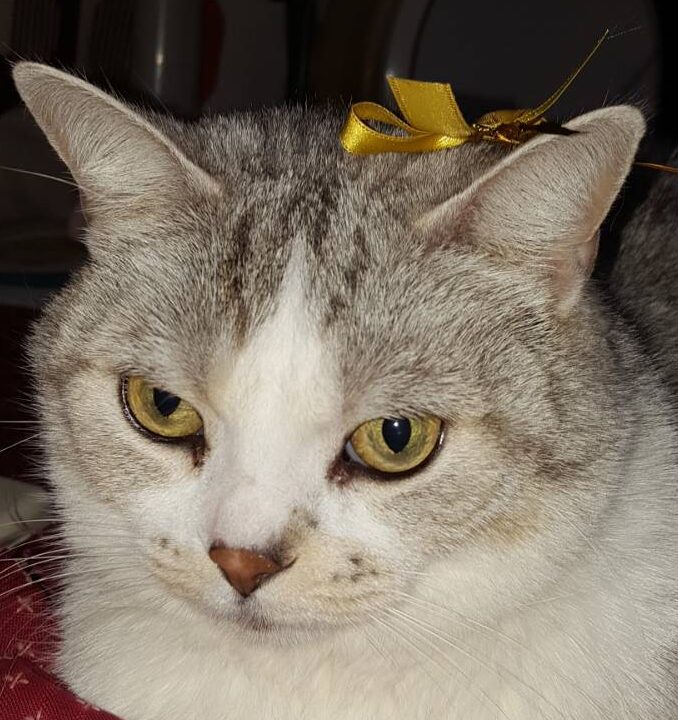 こころみたすペット思い出セレモニーにて葬儀したペットちゃん | いくたんちゃん