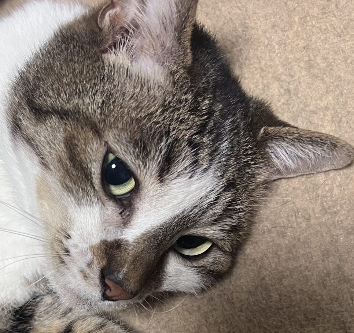 みおくん | こころみたす ペット思い出セレモニー