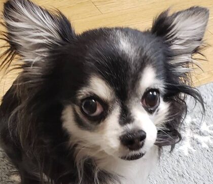 ショコラちゃん | こころみたす ペット思い出セレモニー