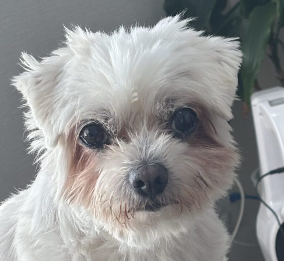 クッキーちゃん | こころみたす ペット思い出セレモニー