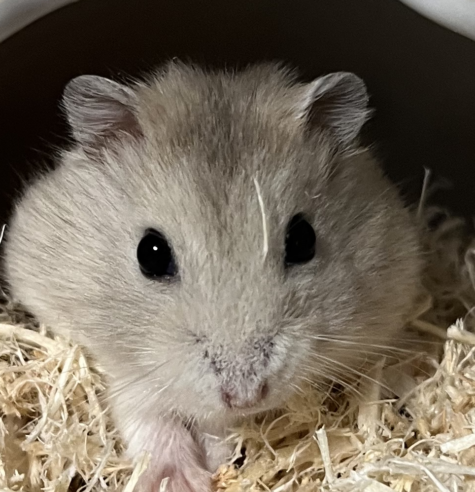 ブリュレくん | こころみたす ペット思い出セレモニー