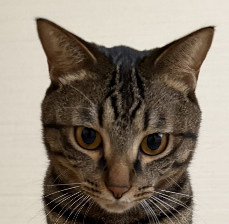 こころみたすペット思い出セレモニーにて葬儀したペットちゃん | リオくん