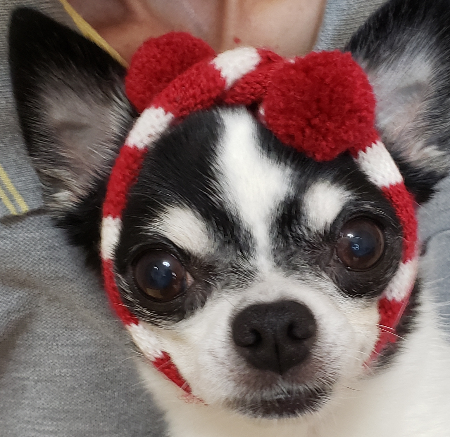 れんくん | こころみたす ペット思い出セレモニー