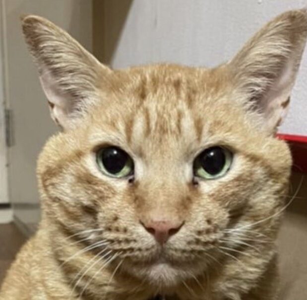 こころみたすペット思い出セレモニーにて葬儀したペットちゃん | とらくん