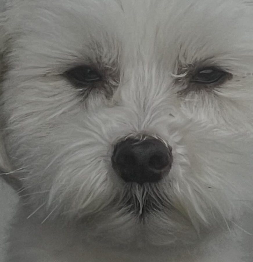 こころみたすペット思い出セレモニーにて葬儀したペットちゃん | レオンくん