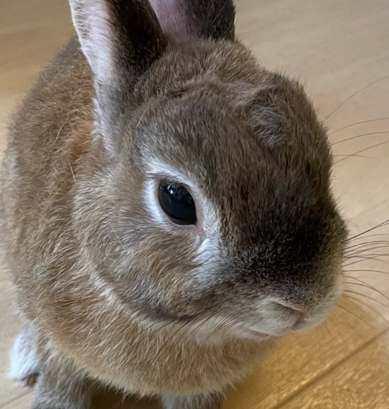 れんくん | こころみたす ペット思い出セレモニー