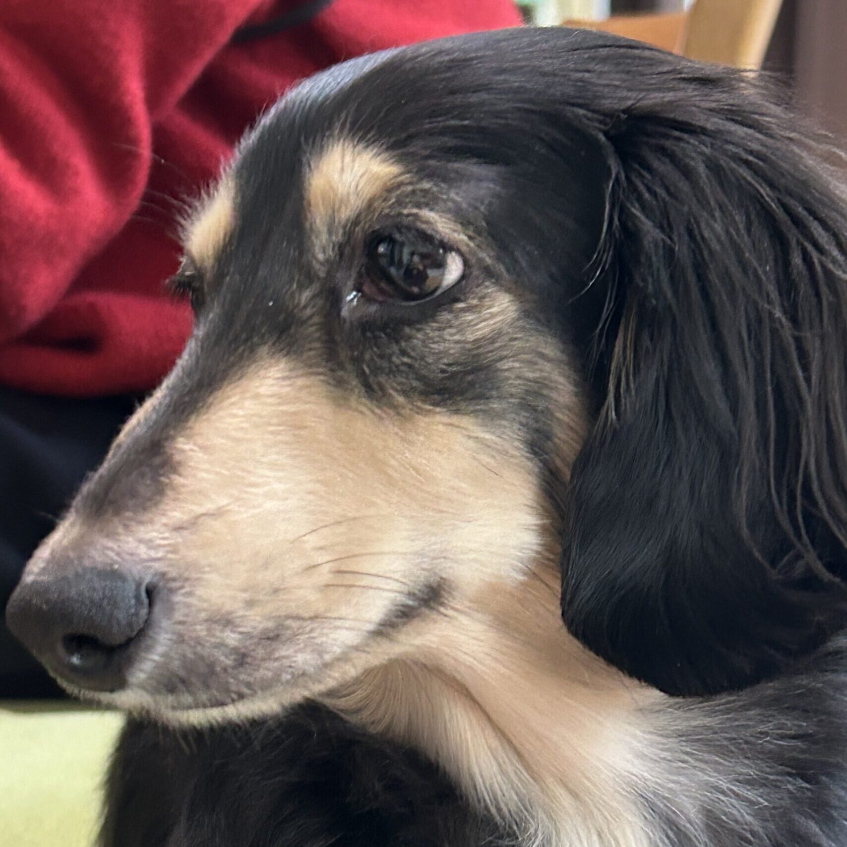 くうくん | こころみたす ペット思い出セレモニー