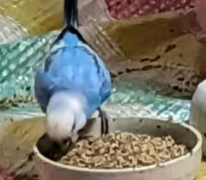 ララちゃん | こころみたす ペット思い出セレモニー