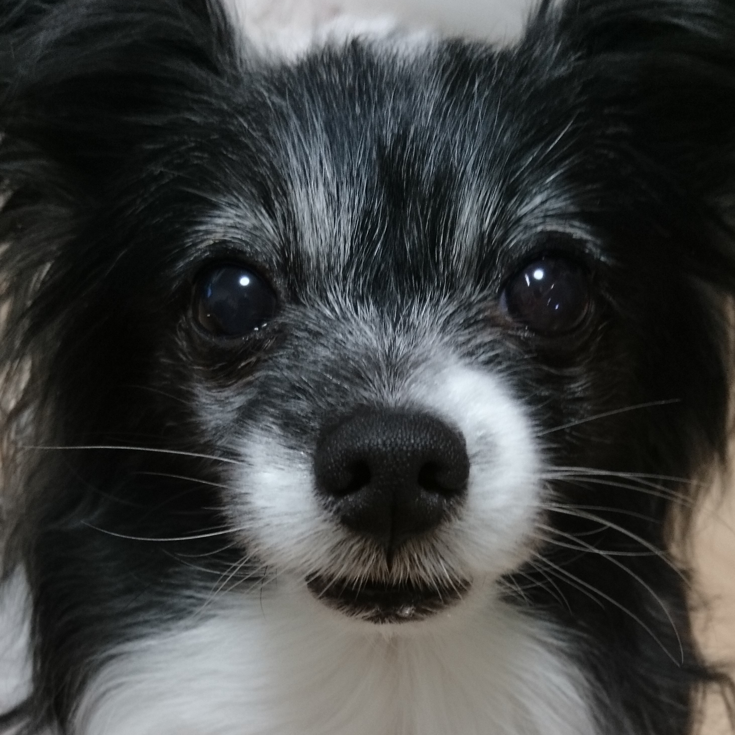 こころみたすペット思い出セレモニーにて葬儀したペットちゃん | うみちゃん