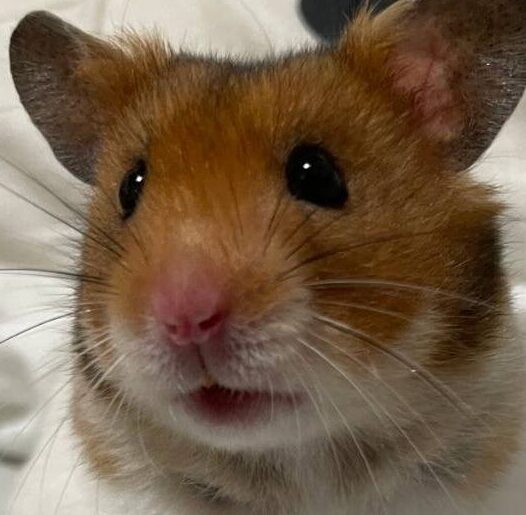 こころみたすペット思い出セレモニーにて葬儀したペットちゃん | ドン助くん