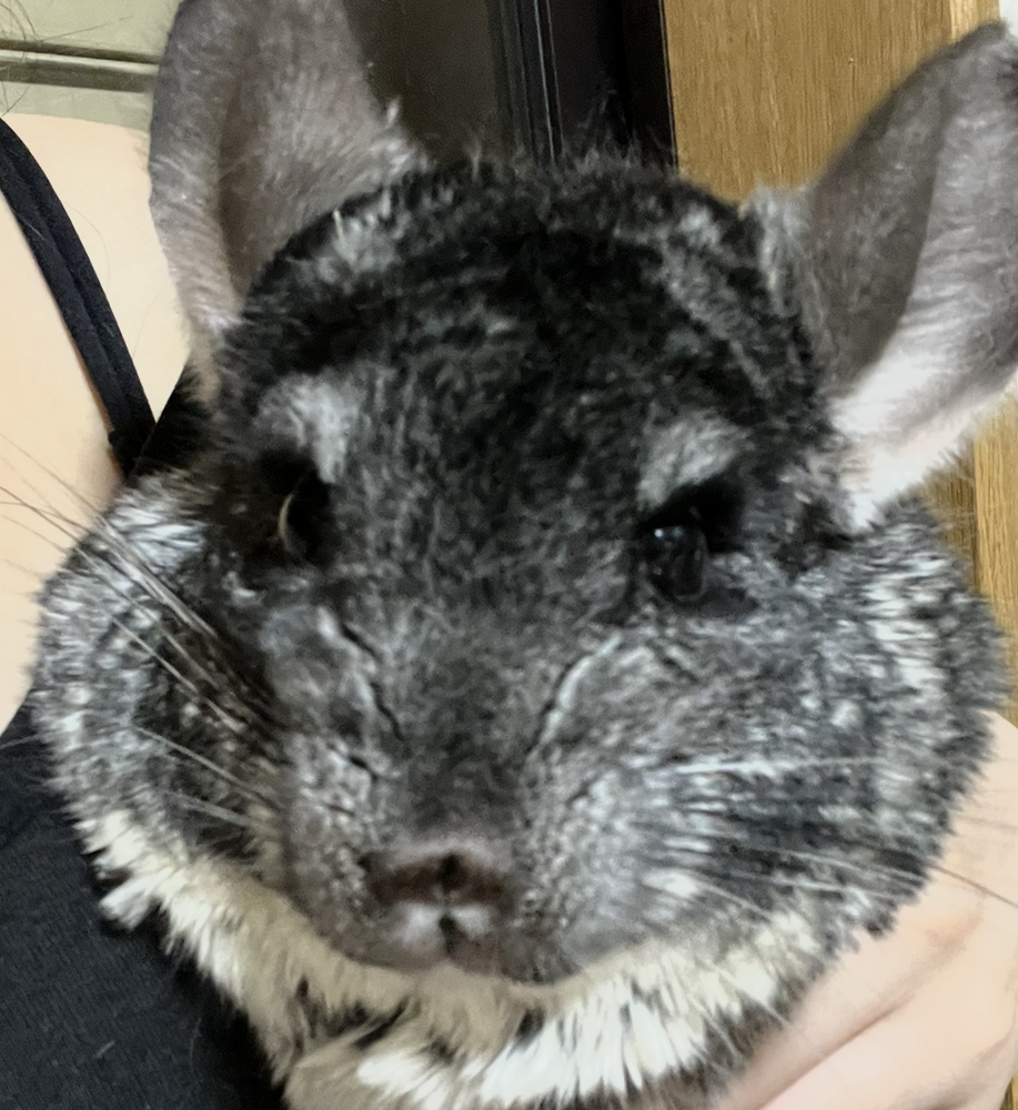 しずくちゃん | こころみたす ペット思い出セレモニー