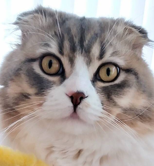 こころみたすペット思い出セレモニーにて葬儀したペットちゃん | マーブルくん