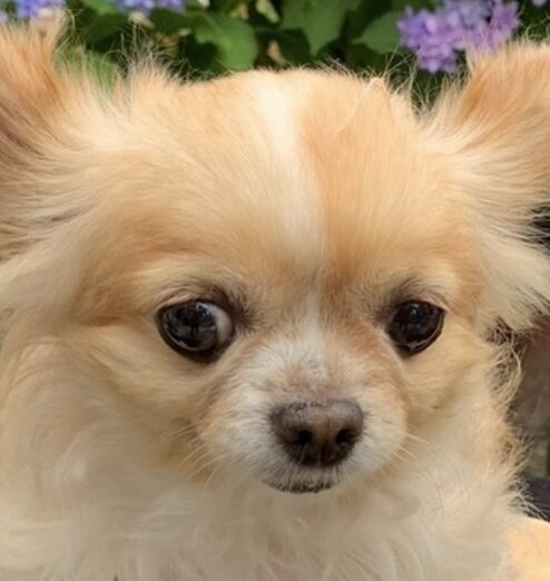 ラブちゃん | こころみたす ペット思い出セレモニー