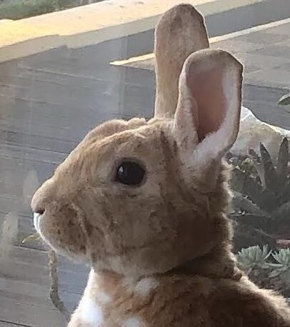 こころみたすペット思い出セレモニーにて葬儀したペットちゃん | チャチャ丸くん