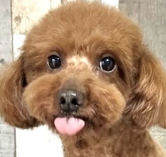 ぷぅくん | こころみたす ペット思い出セレモニー