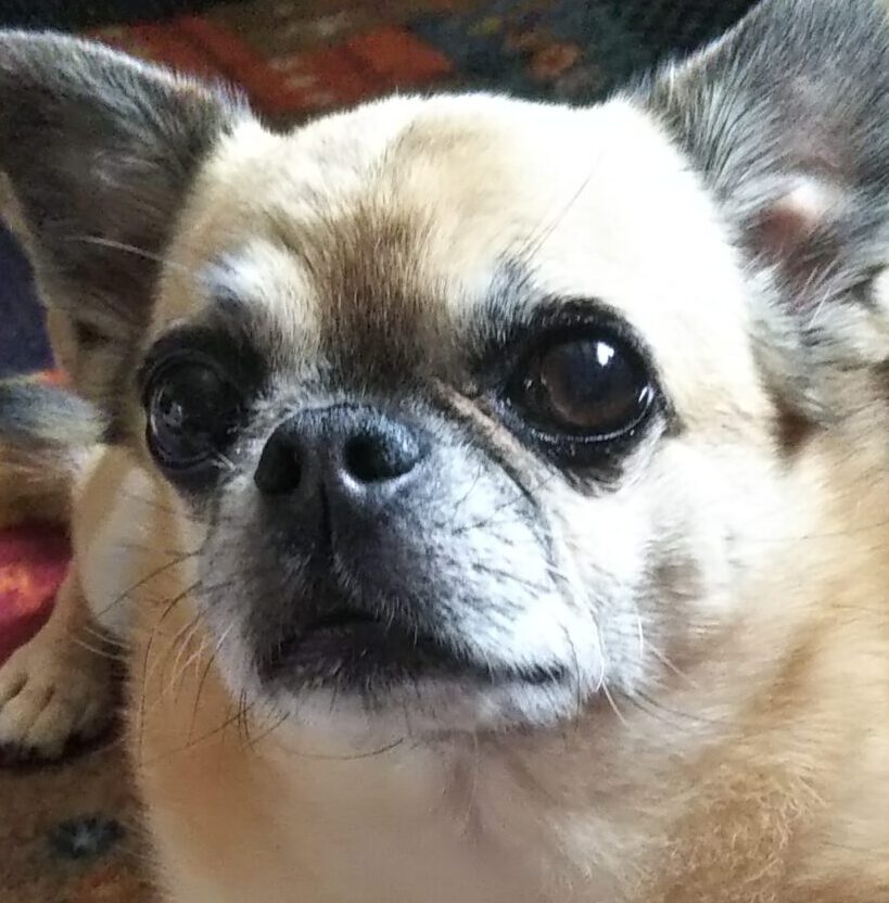 こころみたすペット思い出セレモニーにて葬儀したペットちゃん | サムくん