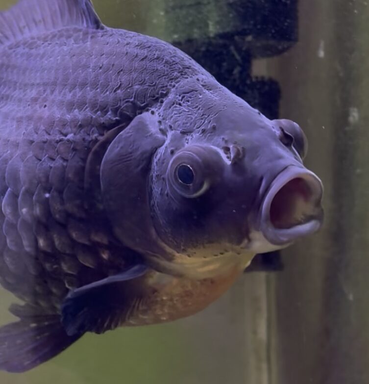 こころみたすペット思い出セレモニーにて葬儀したペットちゃん | ピンピンちゃん