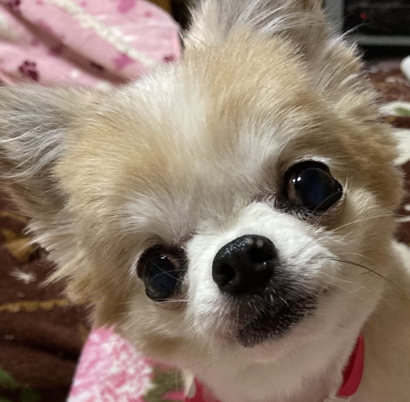 こころみたすペット思い出セレモニーにて葬儀したペットちゃん | ジャムちゃん