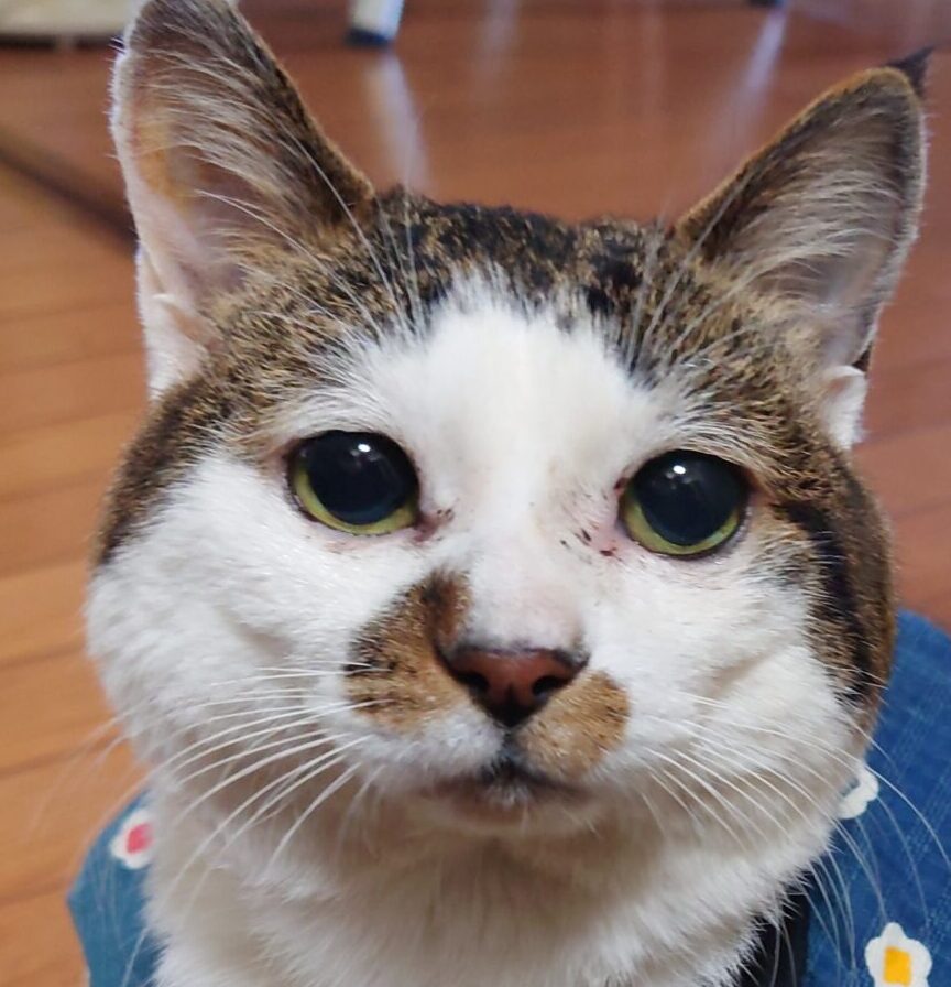 にゃーちゃん | こころみたす ペット思い出セレモニー