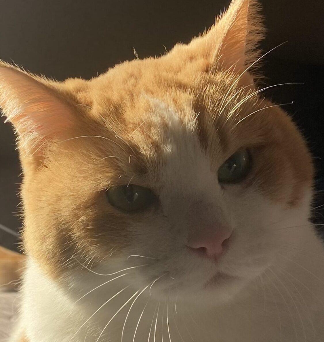 ちゃーくん | こころみたす ペット思い出セレモニー