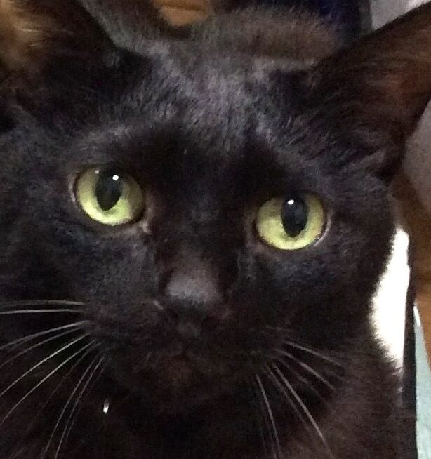 小次郎くん | こころみたす ペット思い出セレモニー