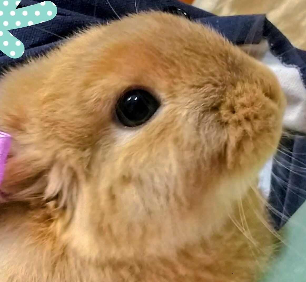 こころみたすペット思い出セレモニーにて葬儀したペットちゃん | モコちゃん