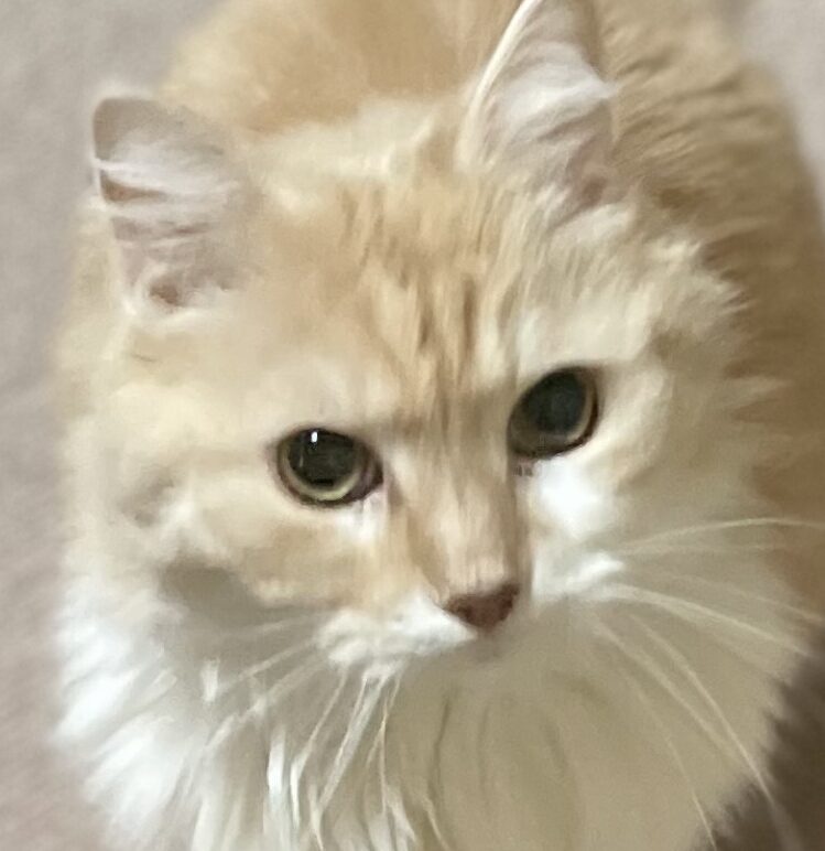 チビくん | こころみたす ペット思い出セレモニー