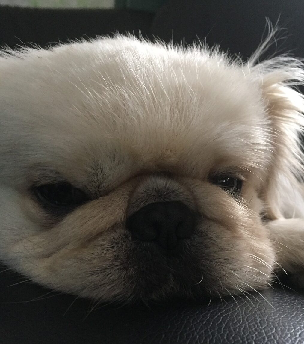 ベッキーくん | こころみたす ペット思い出セレモニー