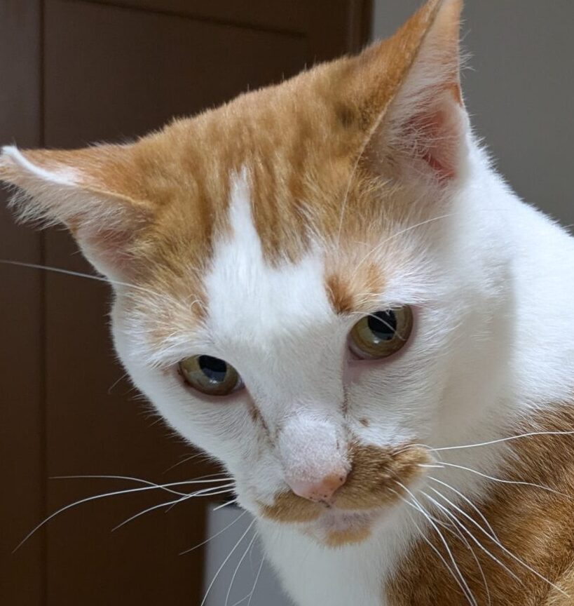 こころみたすペット思い出セレモニーにて葬儀したペットちゃん | まろくん