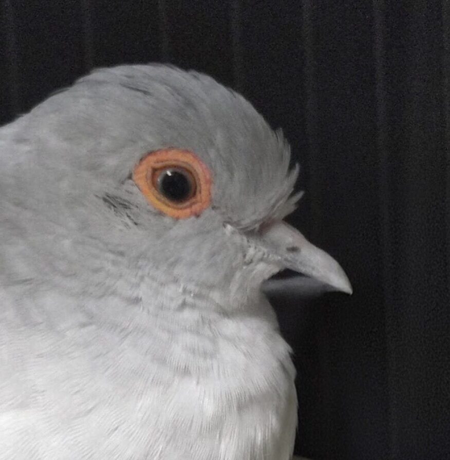 こころみたすペット思い出セレモニーにて葬儀したペットちゃん | ユキミちゃん