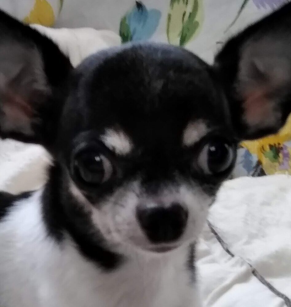 こころみたすペット思い出セレモニーにて葬儀したペットちゃん | みるくちゃん