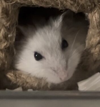 モモちゃん | こころみたす ペット思い出セレモニー