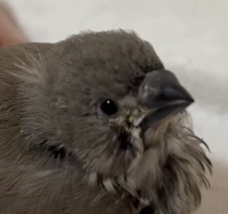 ペンちゃん | こころみたす ペット思い出セレモニー