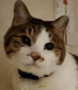 鳳くん | こころみたす ペット思い出セレモニー