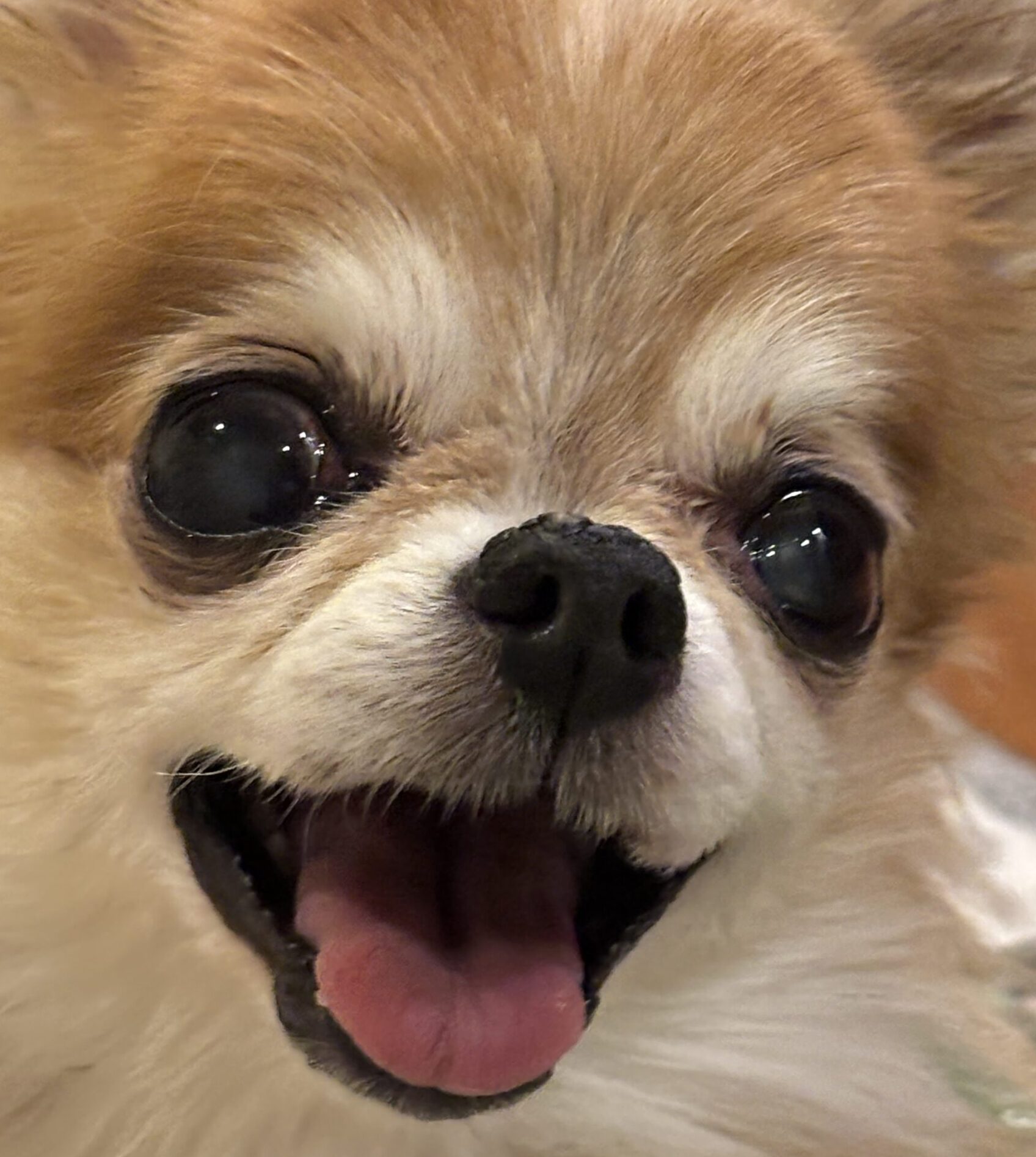 ポコちゃん | こころみたす ペット思い出セレモニー