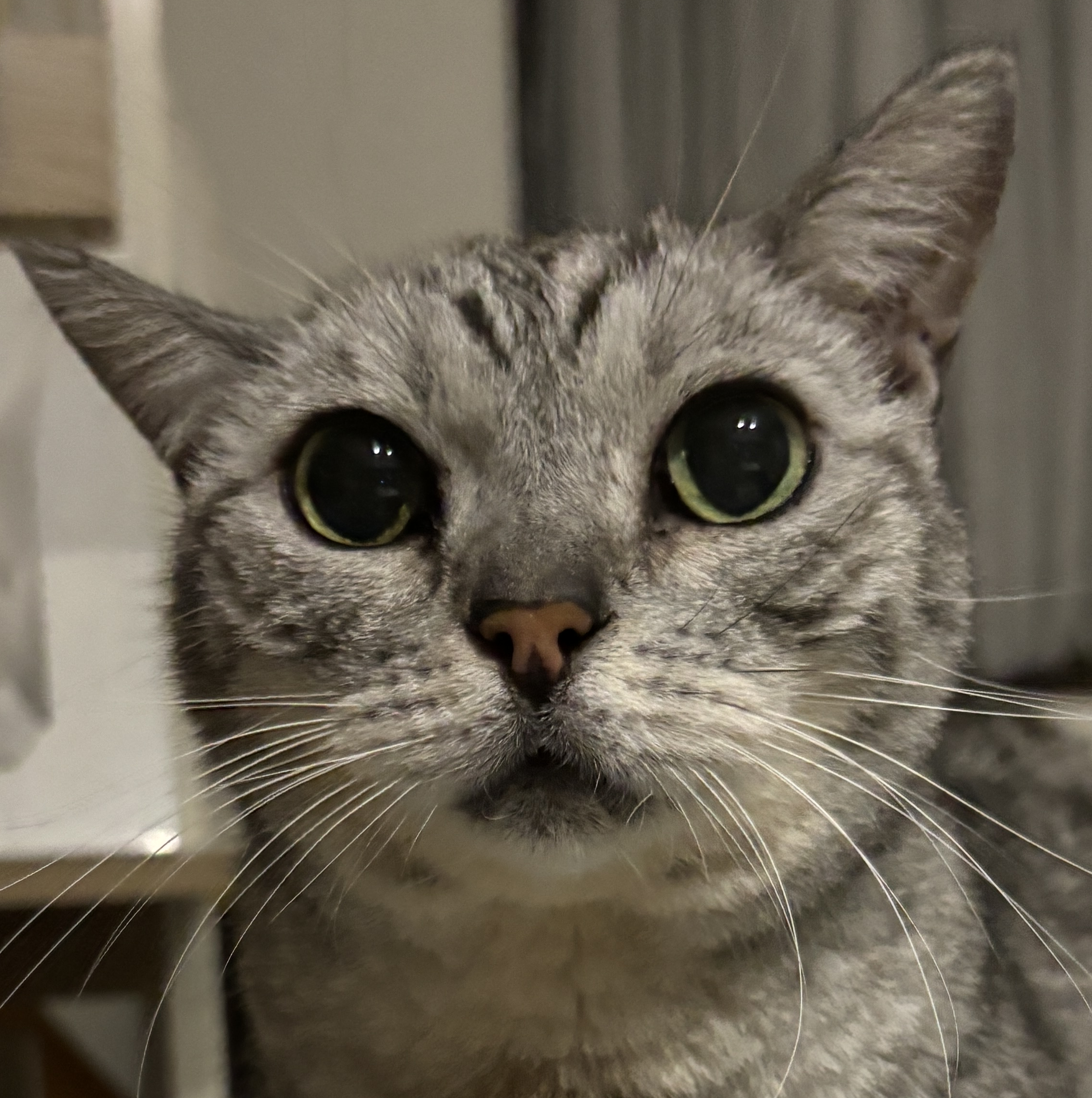 れい太くん | こころみたす ペット思い出セレモニー