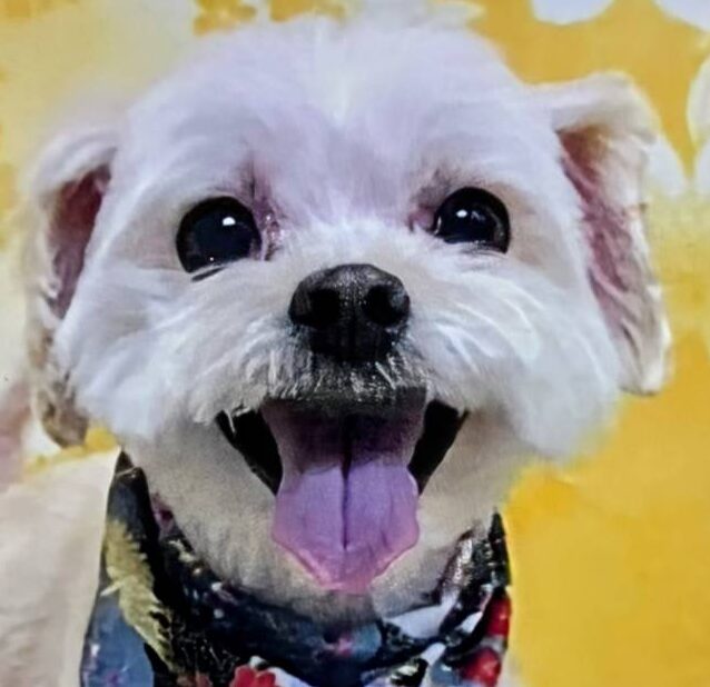 ちゃちゃ丸くん | こころみたす ペット思い出セレモニー