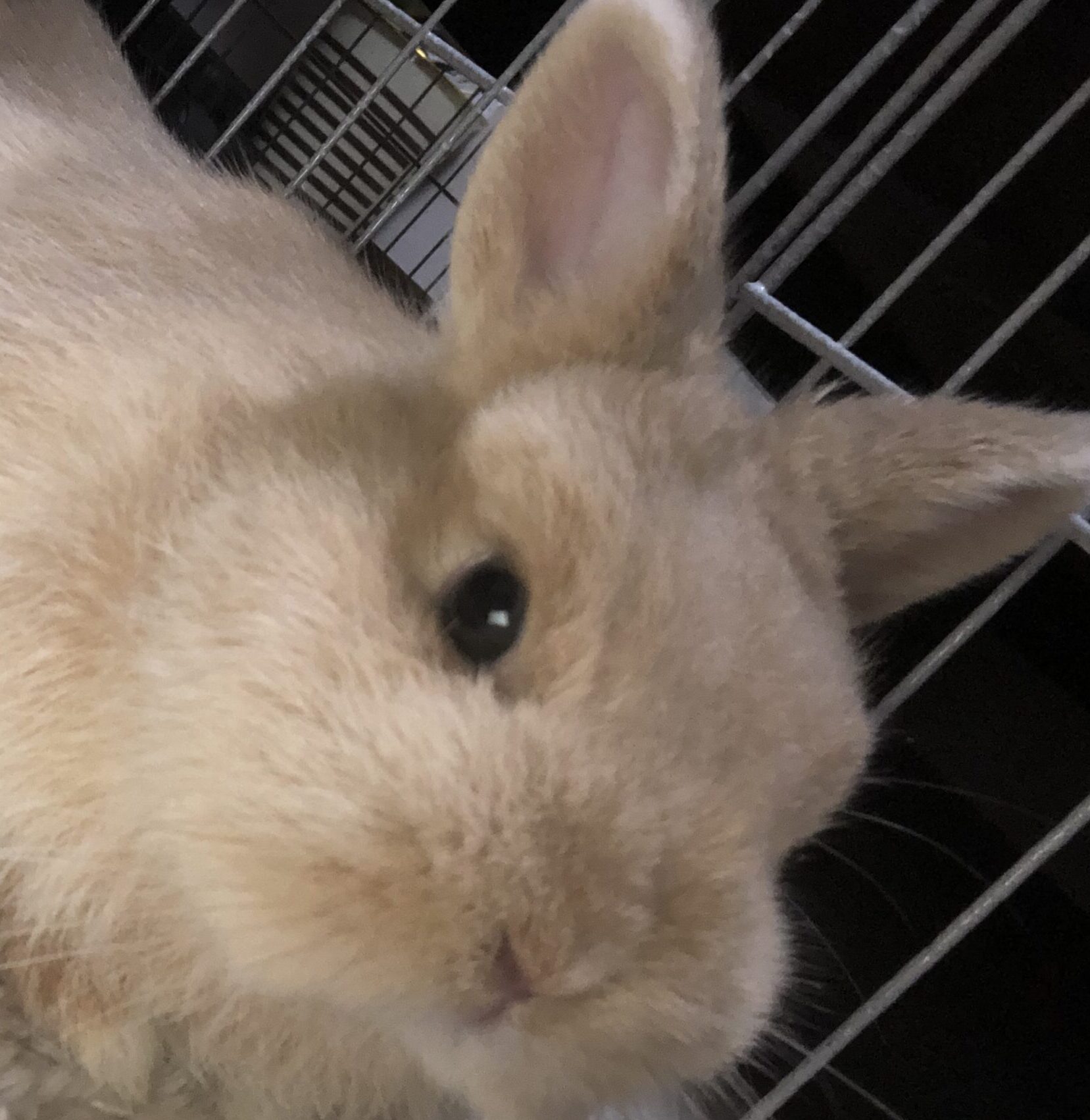 おいもちゃん | こころみたす ペット思い出セレモニー