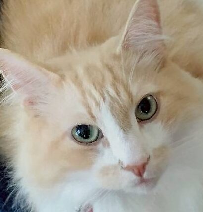 クルミくん | こころみたす ペット思い出セレモニー