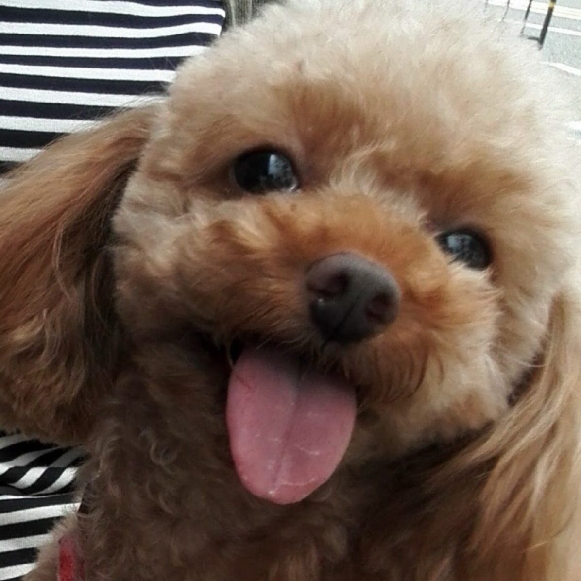 こころみたすペット思い出セレモニーにて葬儀したペットちゃん | ロイくん