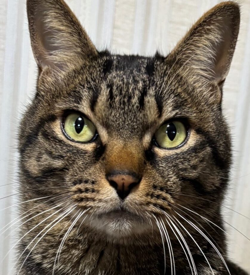 こころみたすペット思い出セレモニーにて葬儀したペットちゃん | こてつくん