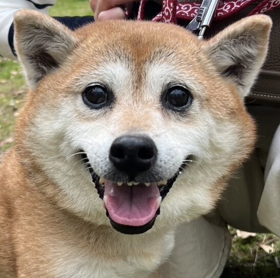 ひまわりちゃん | こころみたす ペット思い出セレモニー