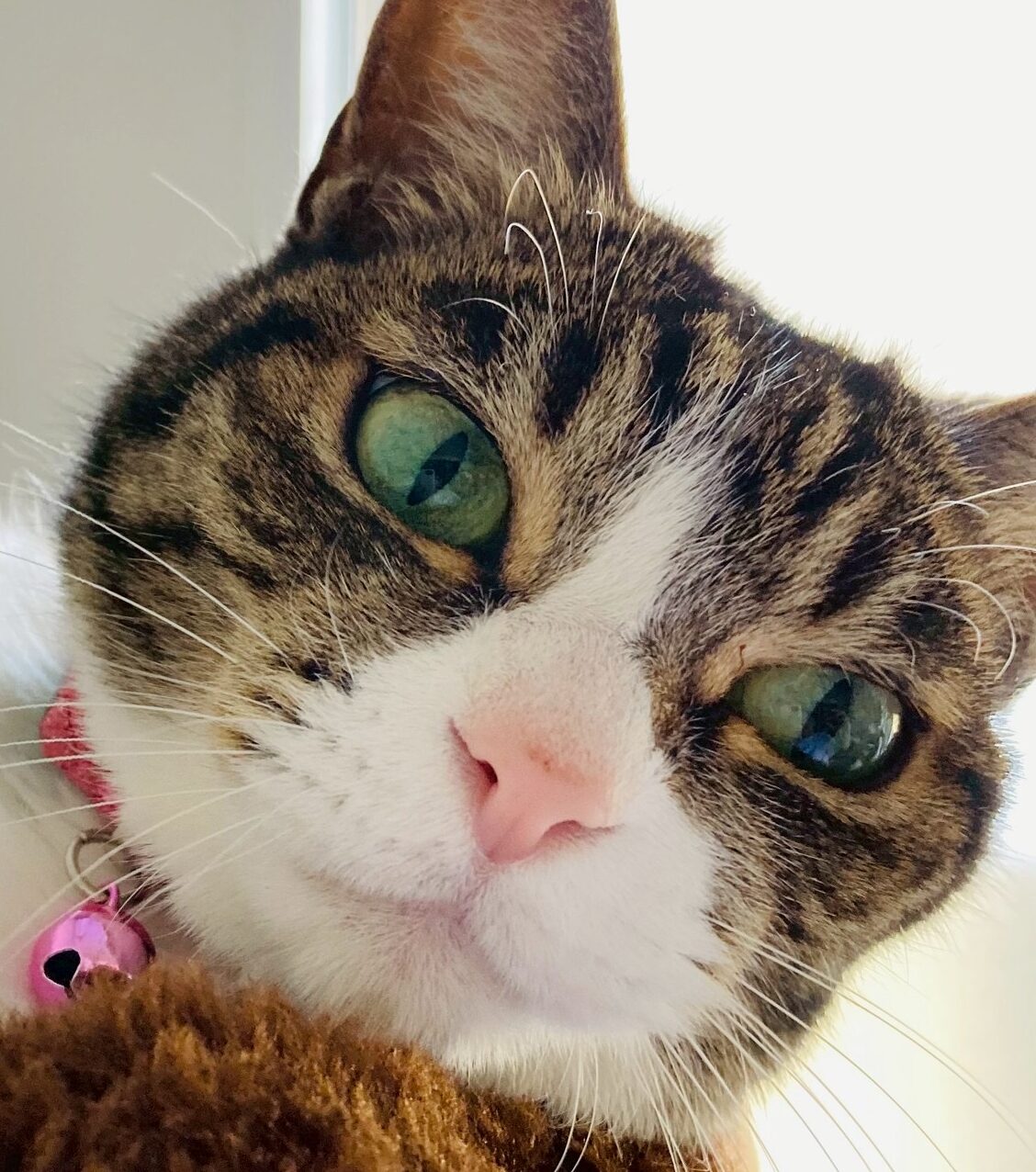 こころみたすペット思い出セレモニーにて葬儀したペットちゃん | はなちゃん