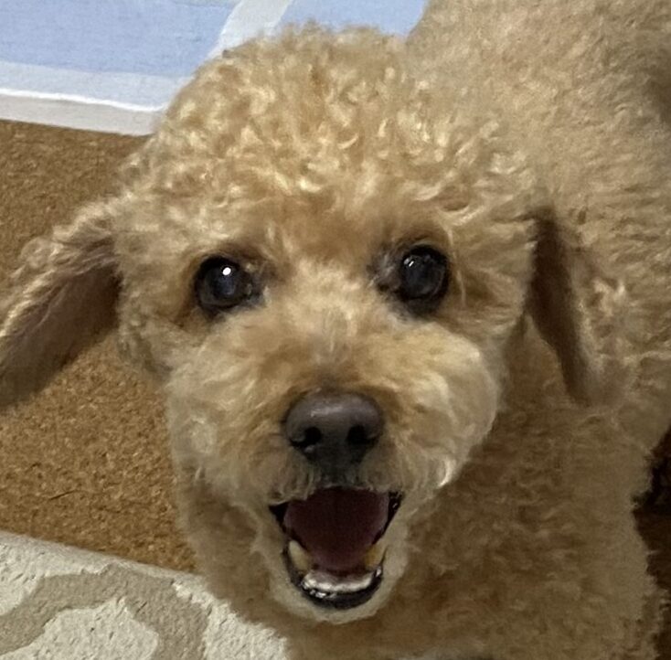 こころみたすペット思い出セレモニーにて葬儀したペットちゃん | エースくん