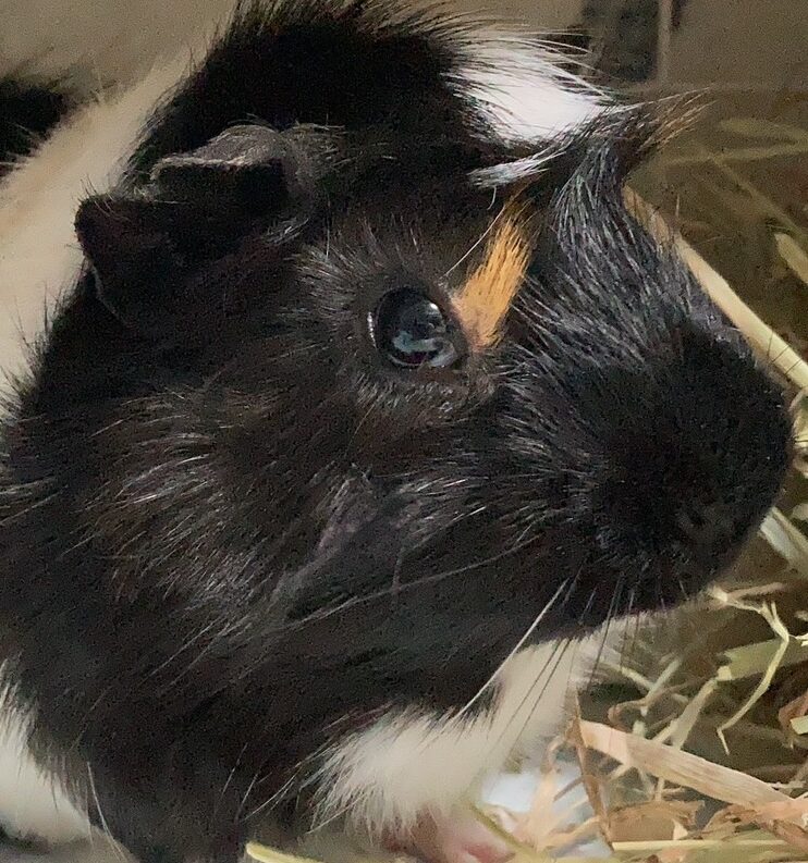 てとくん | こころみたす ペット思い出セレモニー