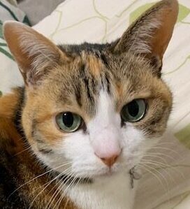 こころみたすペット思い出セレモニーにて葬儀したペットちゃん | きょんちゃん