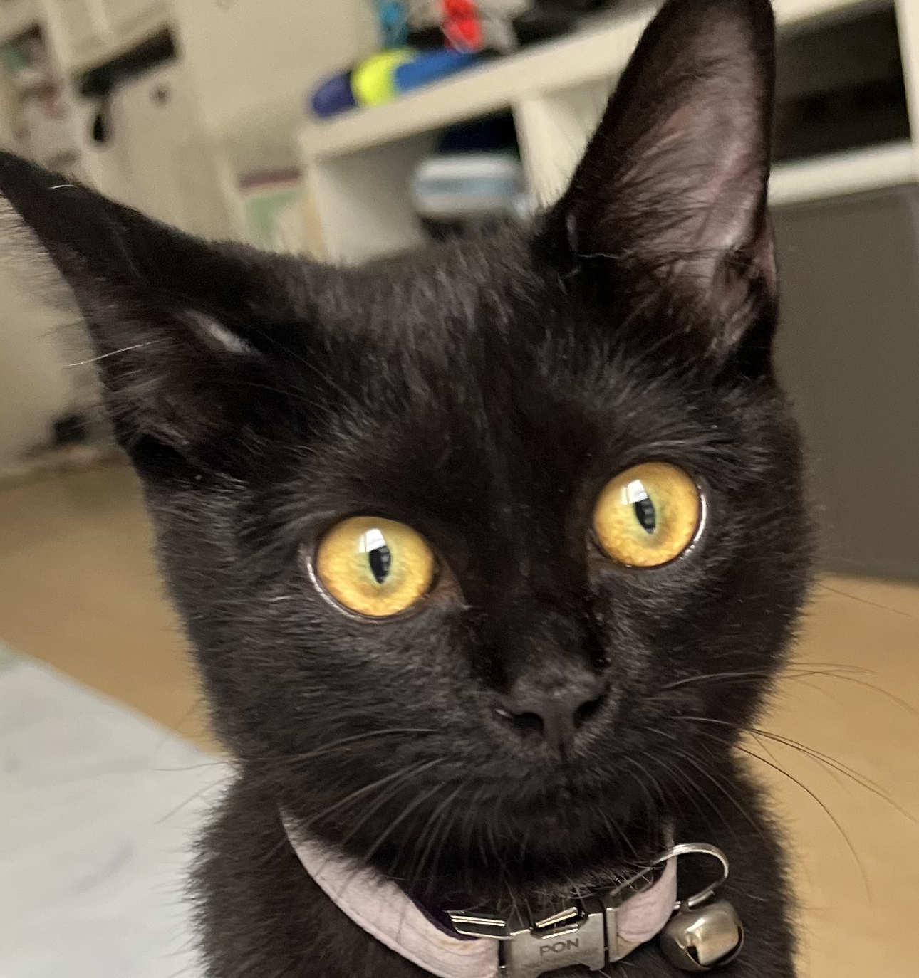 こころみたすペット思い出セレモニーにて葬儀したペットちゃん | ポンちゃん