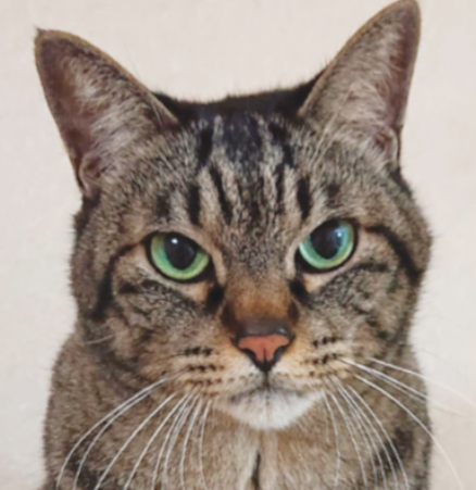 こころみたすペット思い出セレモニーにて葬儀したペットちゃん | 富士丸くん