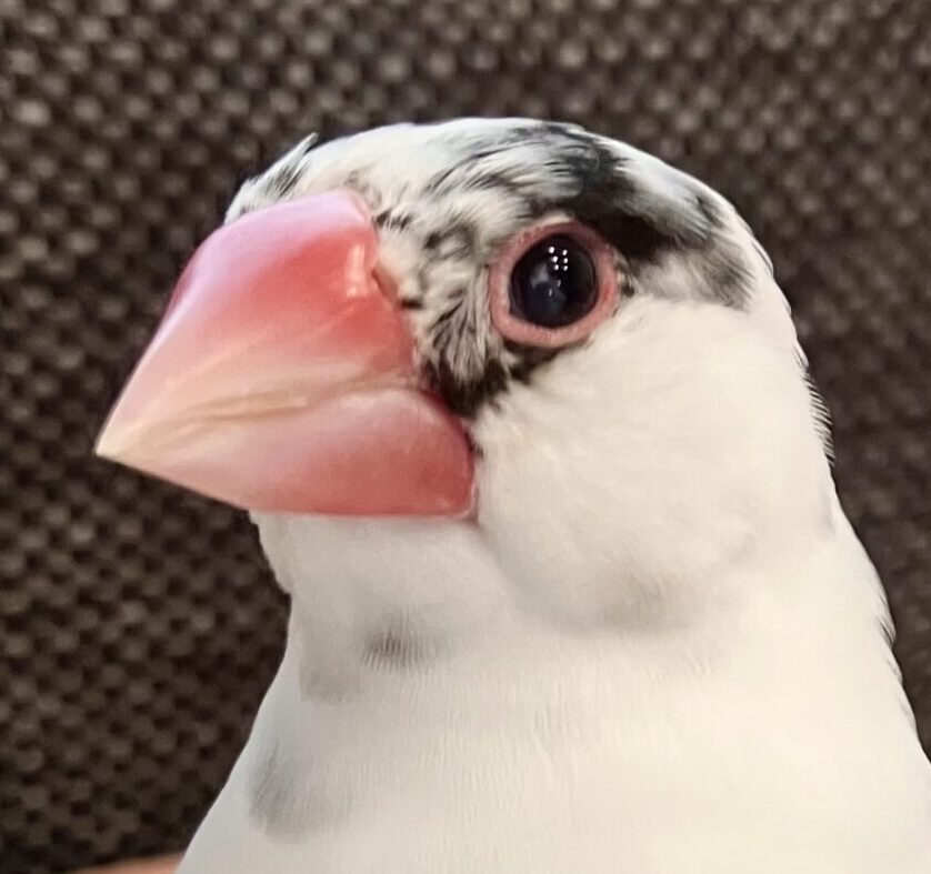 こころみたすペット思い出セレモニーにて葬儀したペットちゃん | さくちゃん